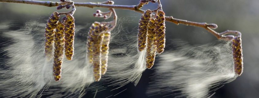 Pollenflug 2018 Birkenpollen fliegen, Mastjahr