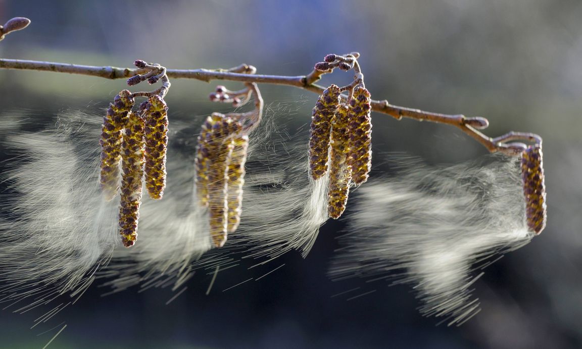 2018 PollenMastjahr Pollenflug stark HNO Praxis Nürnberg