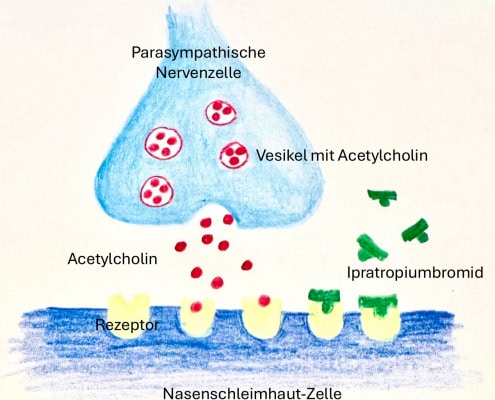 Antibakterielle Wirkstoffe gegen Sinusinfektionen, Nasenmittel & Ohrpflege bei HNO Dr. Weinzierl.