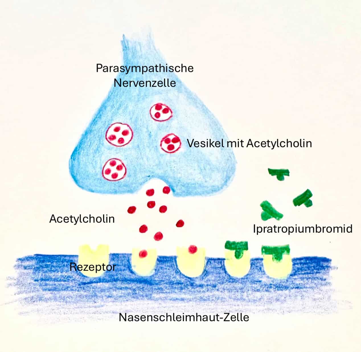 Antibakterielle Wirkstoffe gegen Sinusinfektionen, Nasenmittel & Ohrpflege bei HNO Dr. Weinzierl.